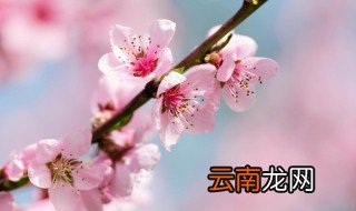桃花寓意 桃花有什么寓意