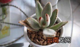 兔耳多肉怎么养,兔耳多肉植物怎么养