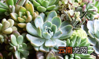 月影多肉怎么养 月影系列多肉怎么养