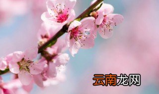 桃花的寓意 桃花有什么寓意