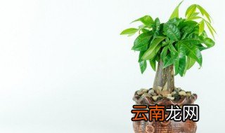 大招财树怎么养才茂盛 招财树地栽怎么养才茂盛