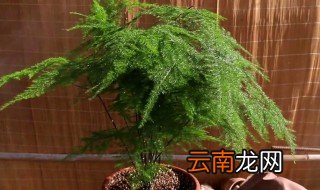 文竹怎么养不黄叶子 文竹在家怎么养才不会黄叶