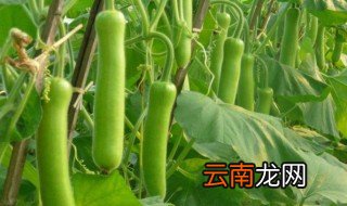 什么是瓠瓜 啥是瓠瓜