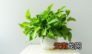 绿萝怎么养才不会烂根，养了好几年的绿萝开始烂根了怎么办
