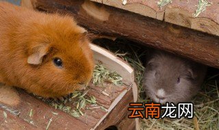 怎么养仓鼠才亲近不咬你，仓鼠怎么养才不咬人