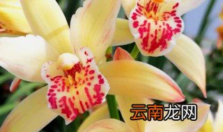 兰花怎么养才不会僵芽，兰花僵芽要去掉吗