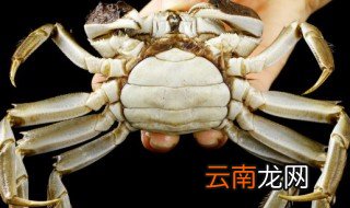 大闸蟹没有水能活多久 大闸蟹离开水能活多久