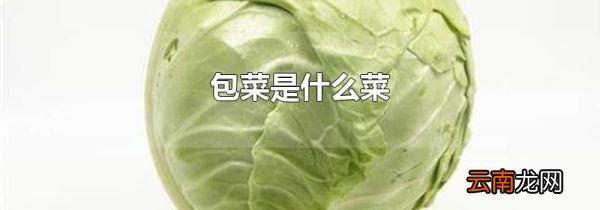 包菜是什么菜