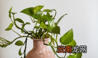 怎么养水培绿萝才能茂盛 怎么养吸水绿萝才茂盛