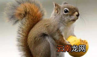 松花松鼠怎么养更亲人 松鼠该怎么养才亲人
