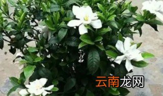 栀子花怎么养才不掉花朵，栀子花怎么了养
