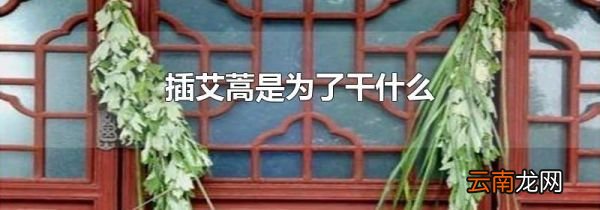 插艾蒿是为了干什么
