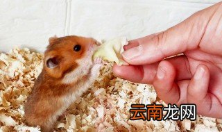 仓鼠怎么养才不会无聊 怎么让仓鼠不无聊