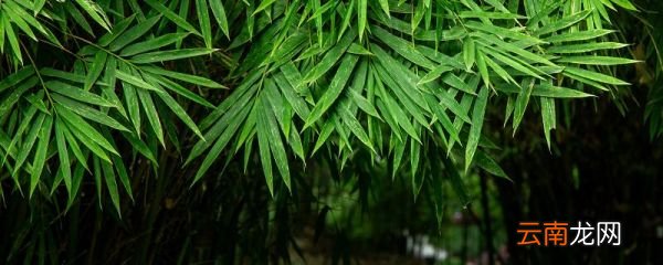 定风波的主旨 定风波这首诗的主旨