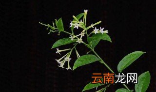 夜来香要怎么养才花开的多 夜来香花怎么养?