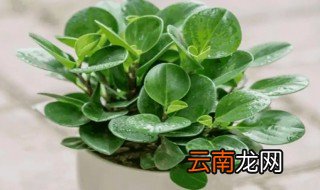 碧玉花怎么养才爆盆，碧玉植物怎么养开花