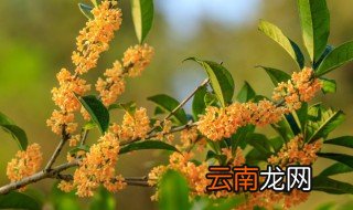 盘龙桂怎么养才长得好，盘龙桂可以养在室内么