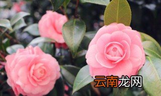 如何让养的花开得鲜艳 花怎么养才芬芳
