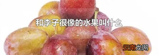 和李子很像的水果叫什么