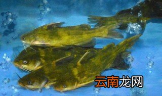 家养黄骨鱼怎么养才不会死 黄骨鱼好养不好养
