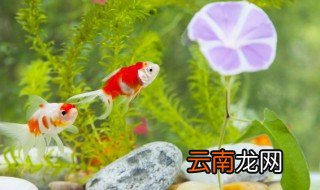 怎样才能养好热带鱼小鱼仔 小鱼仔怎么养才养得大