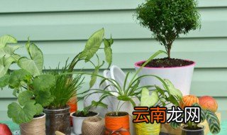大叶榕怎么养才长得好，大叶榕和小叶榕哪个好养