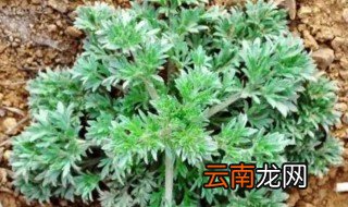 什么是茵陈蒿 啥是茵陈蒿