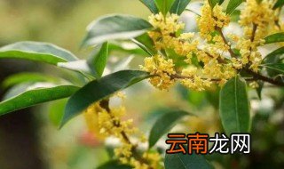 桂花树要怎么养才开花 桂花树怎么养才能开花