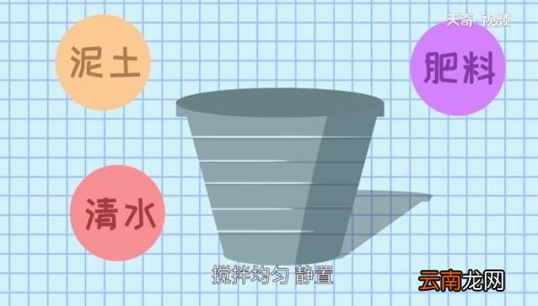 碗莲的种植方法 碗莲怎么种植才正确