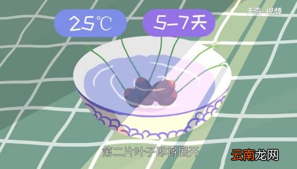 碗莲的种植方法 碗莲怎么种植才正确