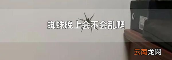 蜘蛛晚上会不会乱爬