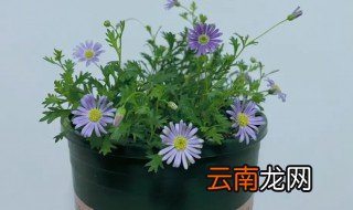 姬小菊开花后怎么养，盆栽姬小菊的养殖方法