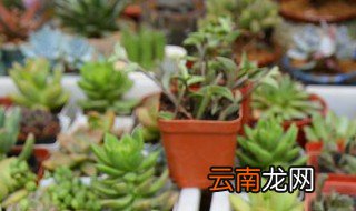 多肉红花开花后怎么养 多肉开花了怎么养护
