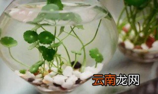 水培金钱草怎么施肥 水培金钱草开花后怎么养