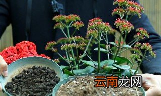 嫁接后的长寿花能养几年 长寿花嫁接后怎么养才能开花