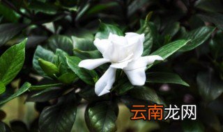 四季栀子花开花后怎么养 四季栀子花的养护