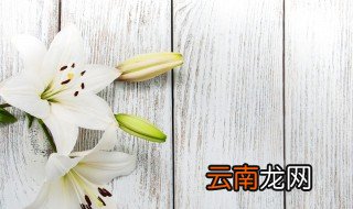 土养百合花开花后怎么修建 土培百合花开完花以后怎么处理