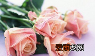 玫瑰花苗开花后怎么养，玫瑰花怎么栽培成苗