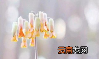 玉吊钟开花后怎么养 如何养吊钟花