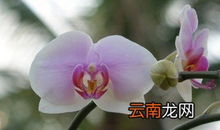 蓝色蝴蝶兰开花后怎么养