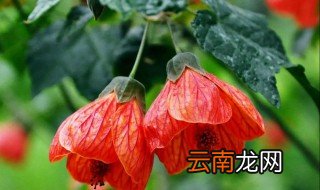 红灯笼花好养吗 红灯笼花开花后怎么养