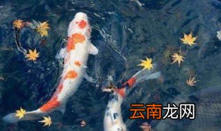 什么是三道鳞鲤鱼 三道鳞鲤鱼指的是什么