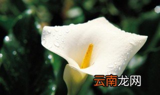 马蹄兰开花后怎么养，马蹄莲花期多久