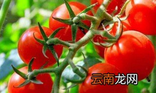 圣女果是番茄的老祖宗吗 圣女果是不是番茄的老祖宗