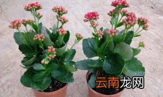 长寿花开花后如何修剪怎么养，长寿花开花后的修剪方法