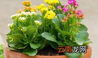 水培长寿花开花后怎么养 长寿花水培多久生根