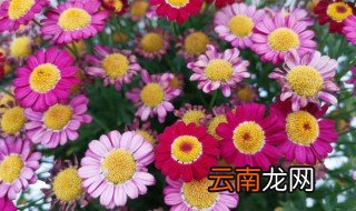 四季菊开花后怎么养 四季菊花怎么养多开花