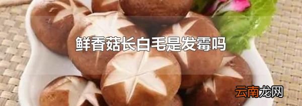 鲜香菇长白毛是发霉吗