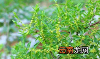 红枣树能盆栽吗 红枣树开花后怎么养
