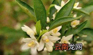 金银橘开花后怎么养，盆栽金桔树怎么养